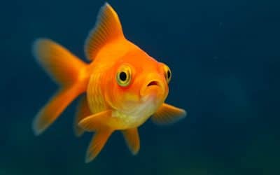 Mach öfters mal den Goldfisch – Loslassen & besser schlafen | Norman Gräter